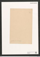 Navicula sp. (de-Toni-Nr.: Genus 1) Zeichnungen Sammlung Grunow (NHMW-BOT-W0368360)